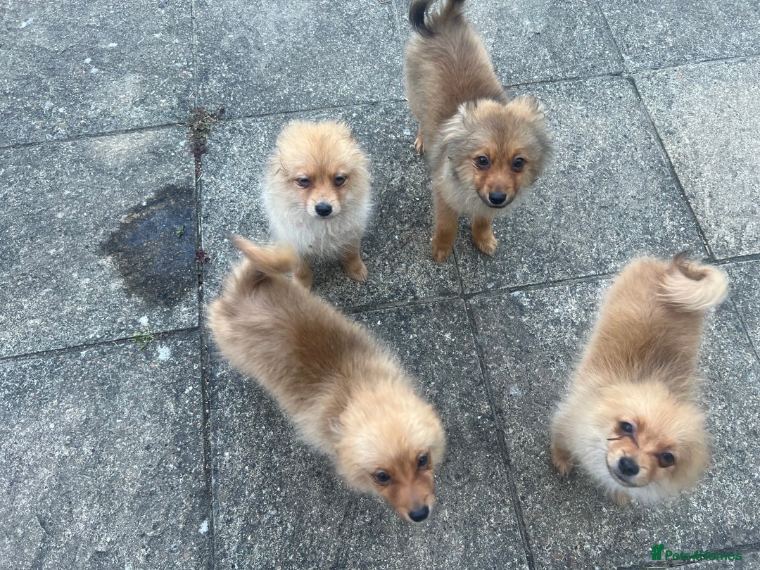 German Spitz dogs for sale: 4x Beautiful German Spitz Pomeranian Puppies  - Image 35