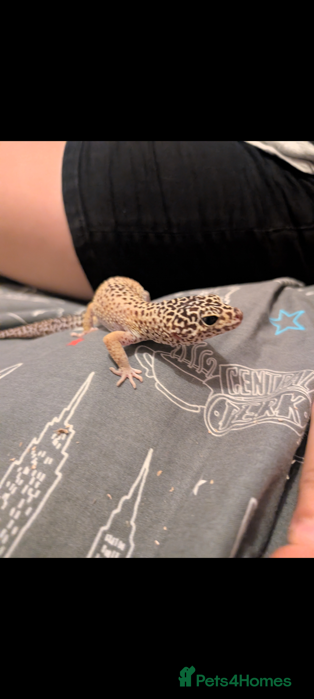 Leopard Gecko reptiles for sale: Friendly female leopard gecko  - Advert 1