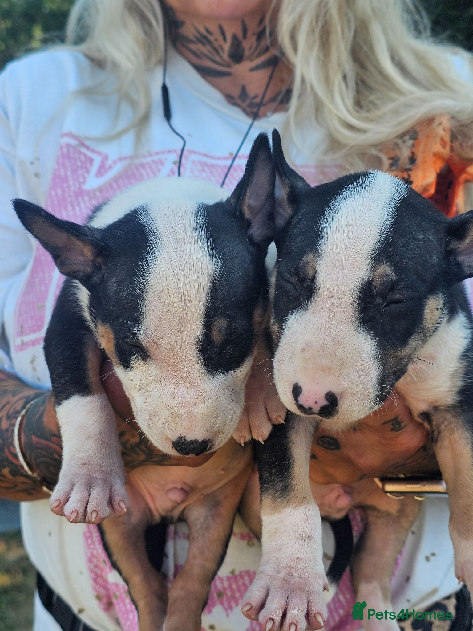 English Bull Terrier dogs English bullterrier pups for sale - Advert 2