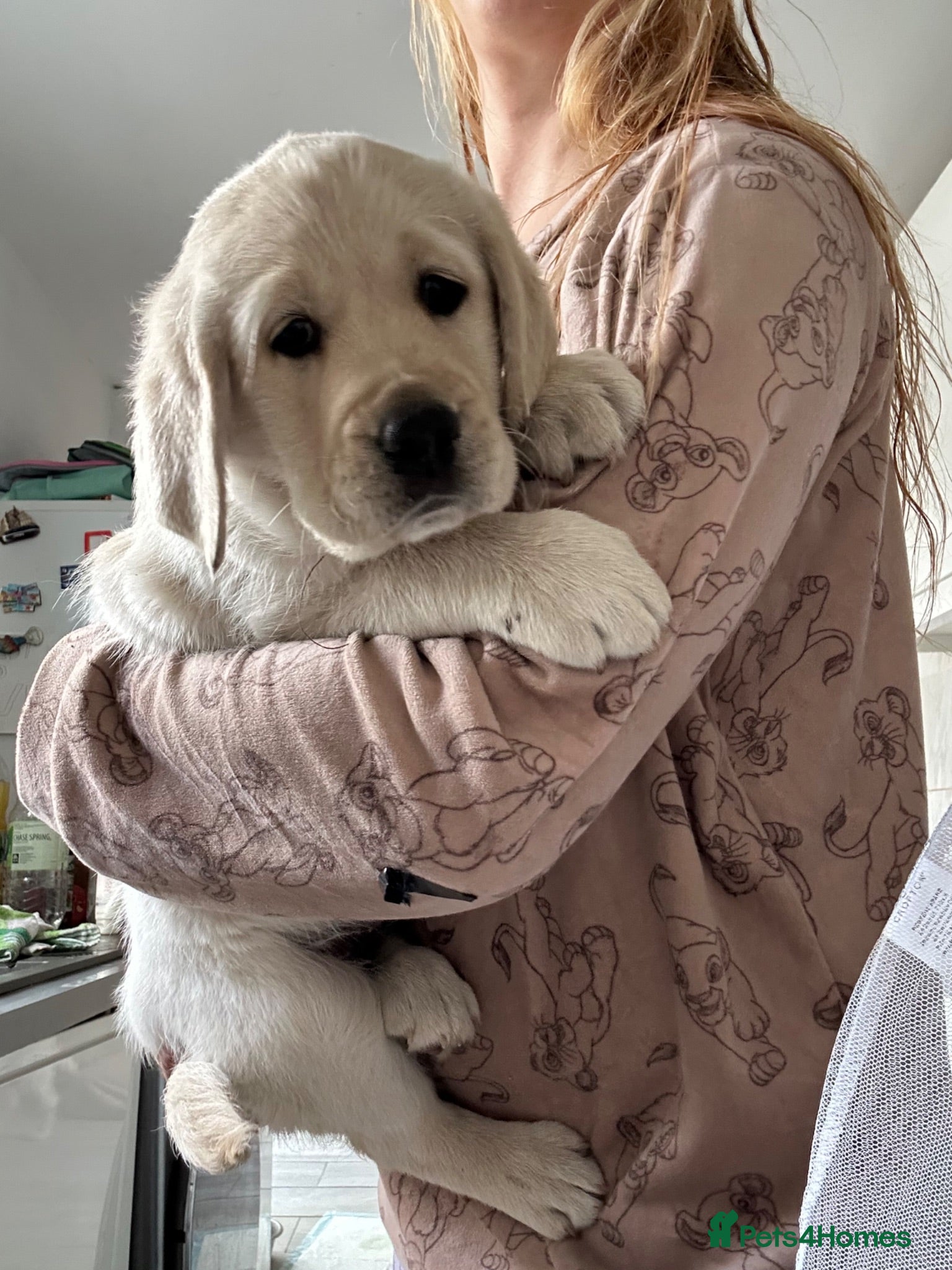 Golden Retriever dogs Golden retriver x lablador show ln - Advert 13
