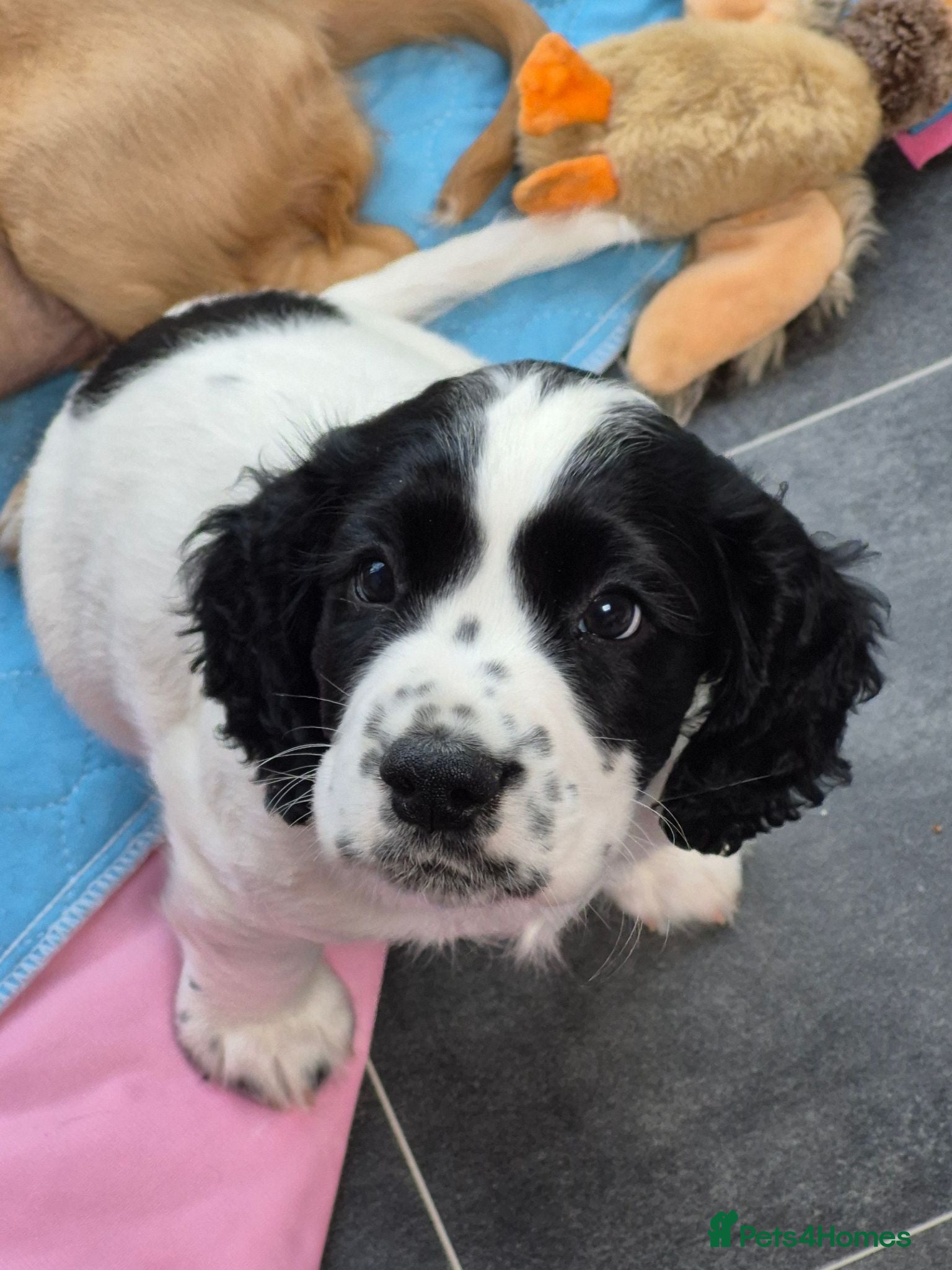 Cocker Spaniel dogs Beautiful cocker spaniel boy  - Advert 7