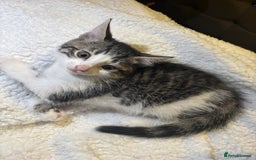 Mixed Breed cats for sale: Fluffy Kittens For Sale  - Image 4