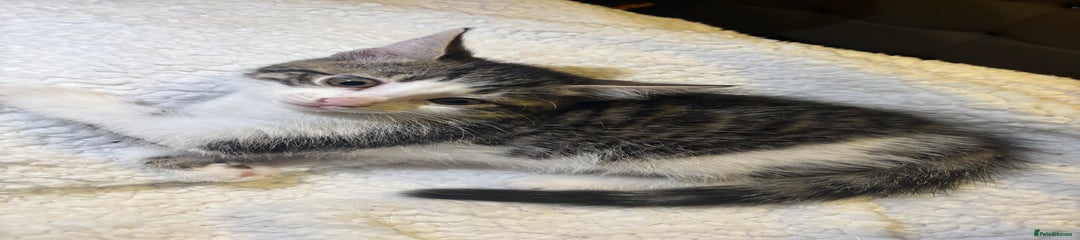 Mixed Breed Kitten 2