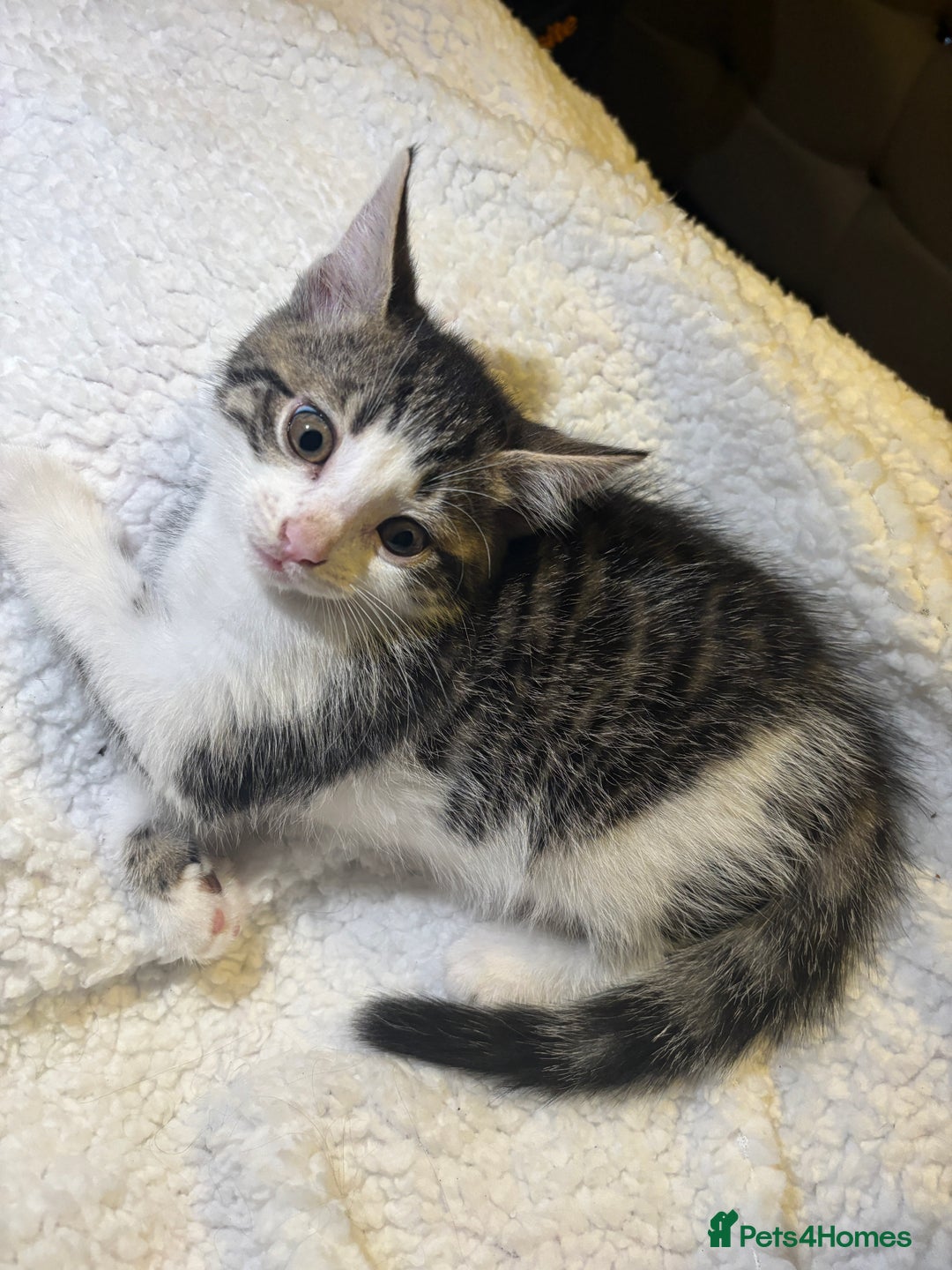 Mixed Breed cats for sale: Fluffy Kittens For Sale  - Image 4