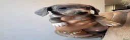 Dachshund dogs for sale: 1 female 4 male beautiful dachshund puppies  - Advert 19