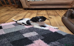 English Springer Spaniel dogs for sale: English springer spaniel pups  - Advert 25