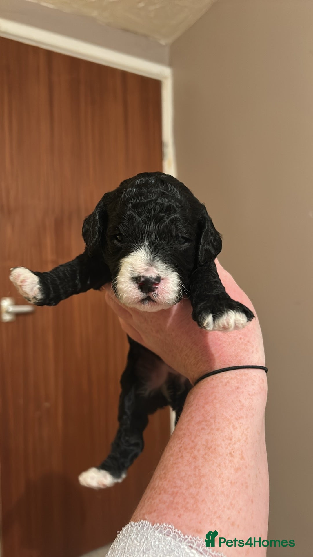 Mixed Breed dogs for sale: Beautiful miniature labradoodle puppies  - Advert 4