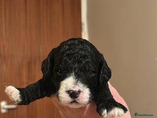 Mixed Breed dogs Beautiful miniature labradoodle puppies - Advert 4