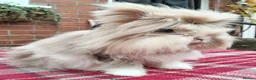 Lionhead rabbits for sale: Lionhead double maned - Advert 5
