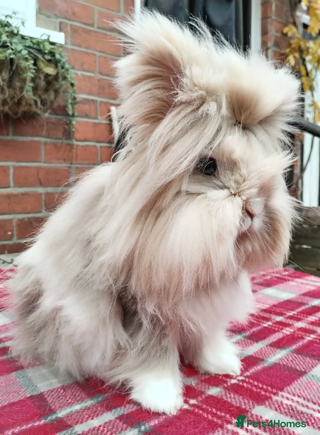 Lionhead rabbits for sale: Lionhead double maned - Advert 5
