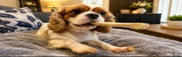 Cavalier King Charles Spaniel dogs for sale: 2 x female Cavalier King Charles Spaniels  - Advert 5
