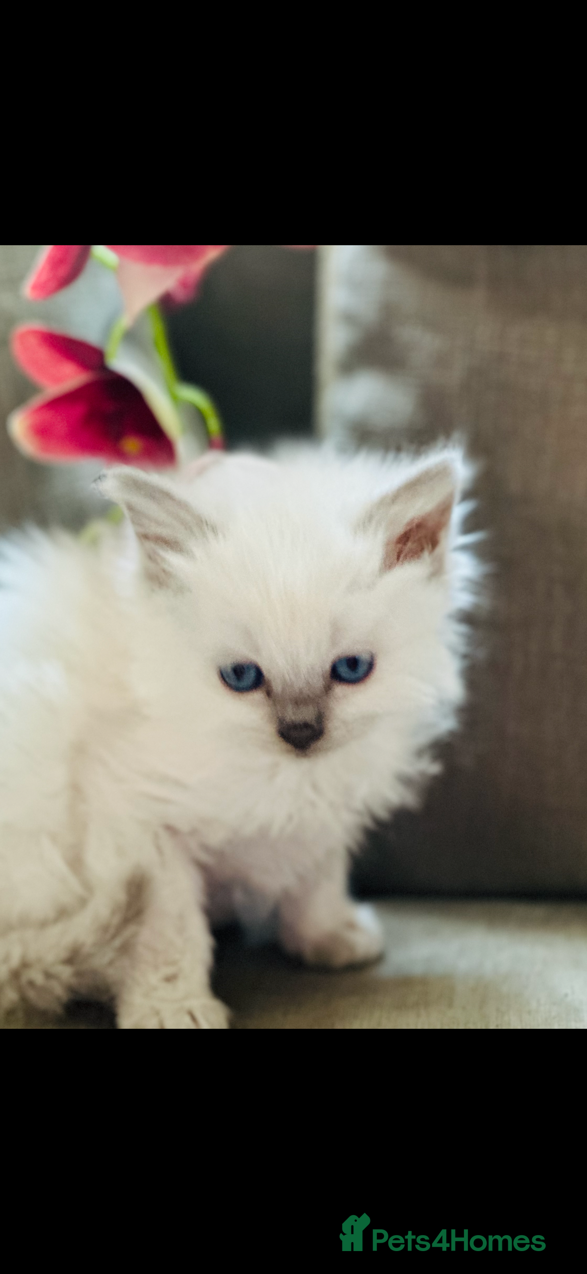 Ragdoll cats 💙 Stunning GCCF blue point boy 💙 - Advert 2