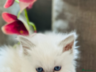 Ragdoll cats 💙 Stunning GCCF blue point boy 💙 - Advert 2