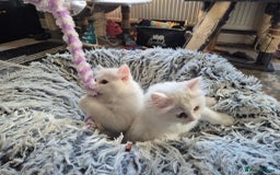 Mixed Breed cats for sale: Two Adorable Pure White Persian x Ragdoll Kittens - Image 11