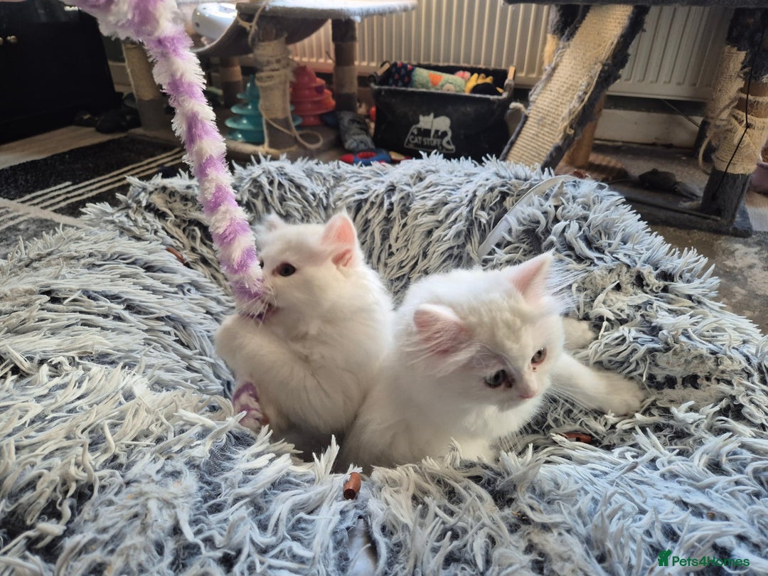 Mixed Breed cats for sale: Two Adorable Pure White Persian x Ragdoll Kittens - Image 11