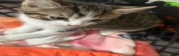Mixed Breed cats for sale: 4 kittens all very different from each other  - Advert 16