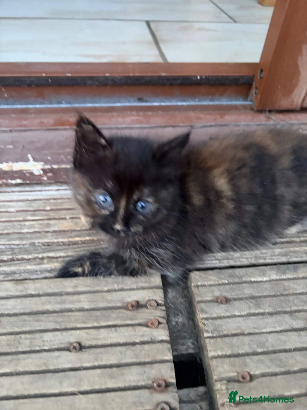 Mixed Breed cats for sale: Gorgeous fluffy kittens - Advert 13