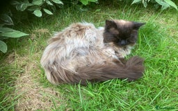 Ragdoll cats for sale: Lovely Kittens - Image 9