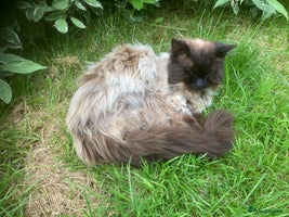 Ragdoll cats - Advert 13