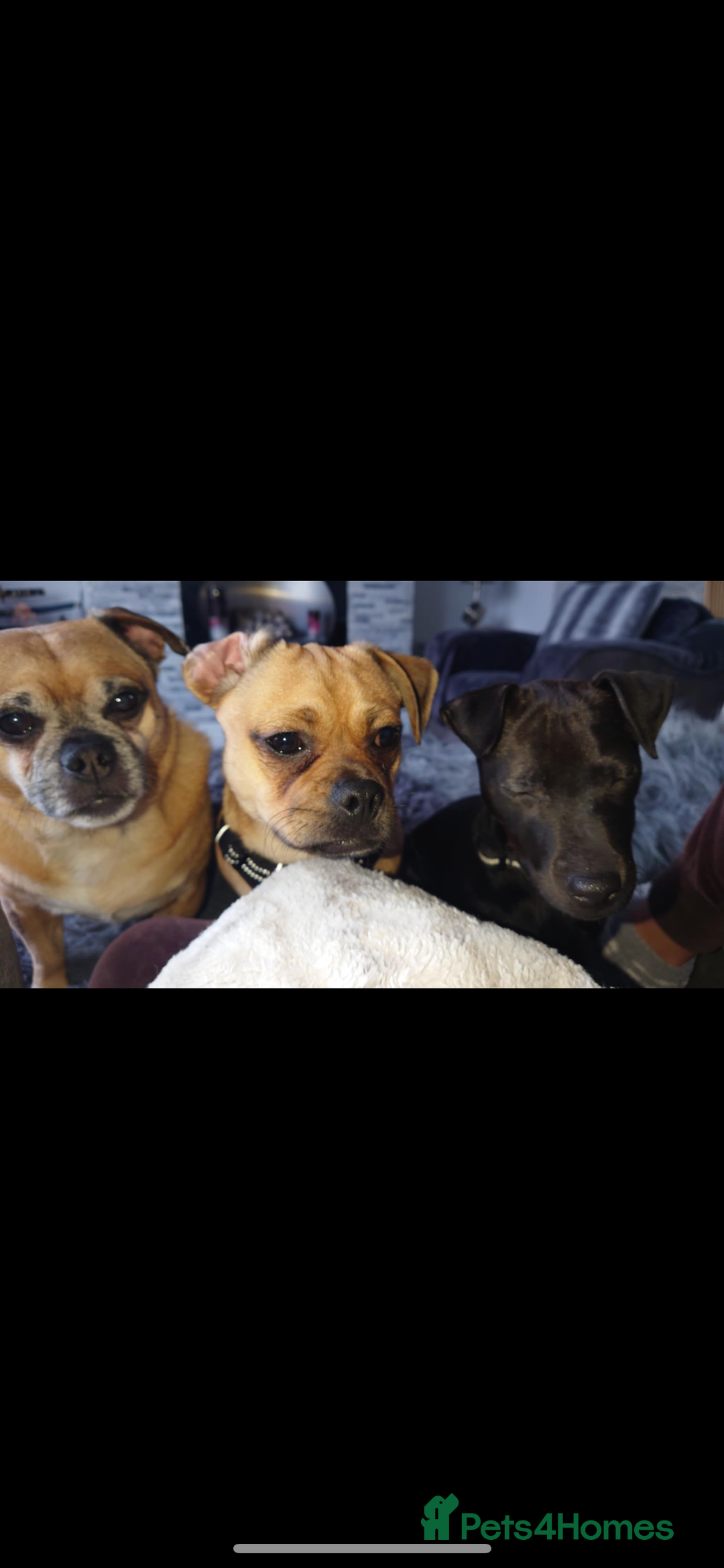 Jug dogs for stud: Archie  - Image 8