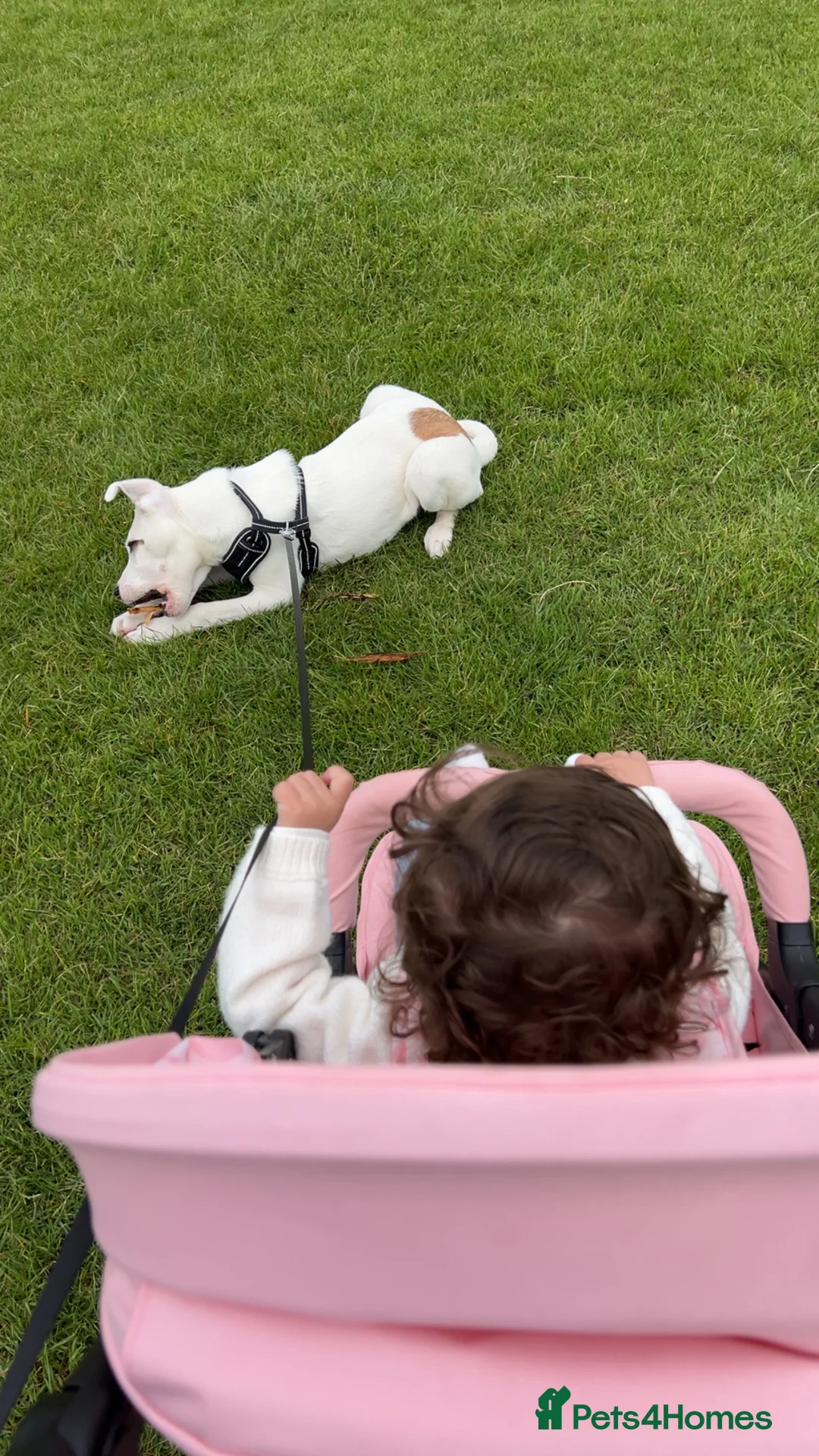 Mixed Breed dogs for sale: 6 month old male puppy - Advert 2