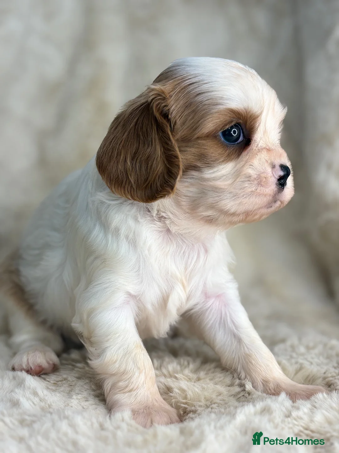 Cavalier King Charles Spaniel dogs for sale: Beautiful cavalier King Charles puppies  - Advert 1
