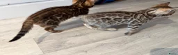 Bengal cats for sale: High-End & Premium Collect - Advert 5
