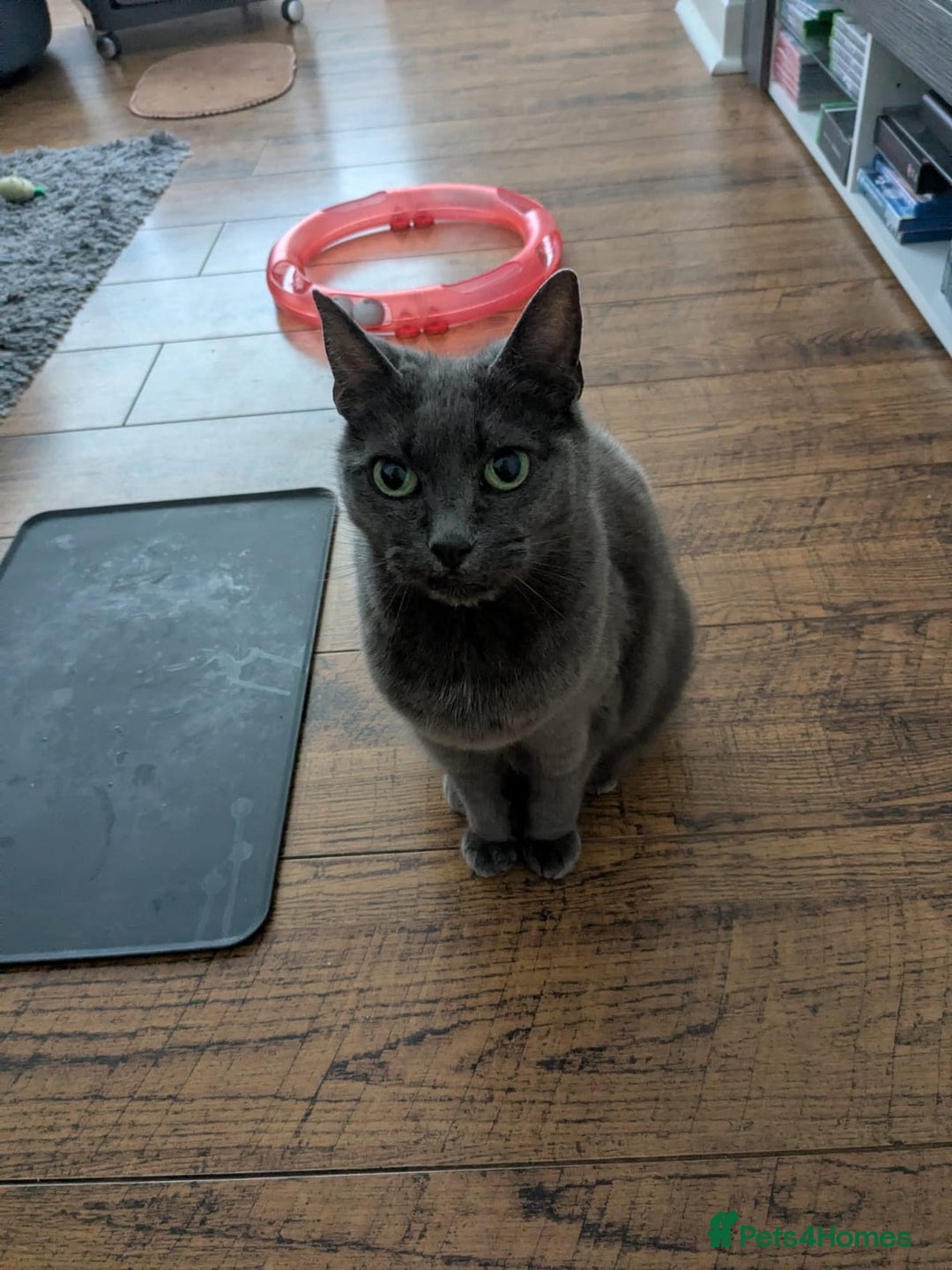 Domestic Shorthair cats for sale: Gentle female grey cat looking for new home - Image 4