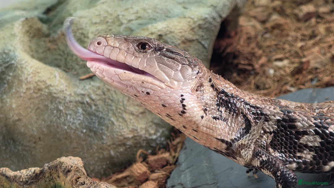 Skink reptiles for sale: Blue Tongue Skink - Advert 4