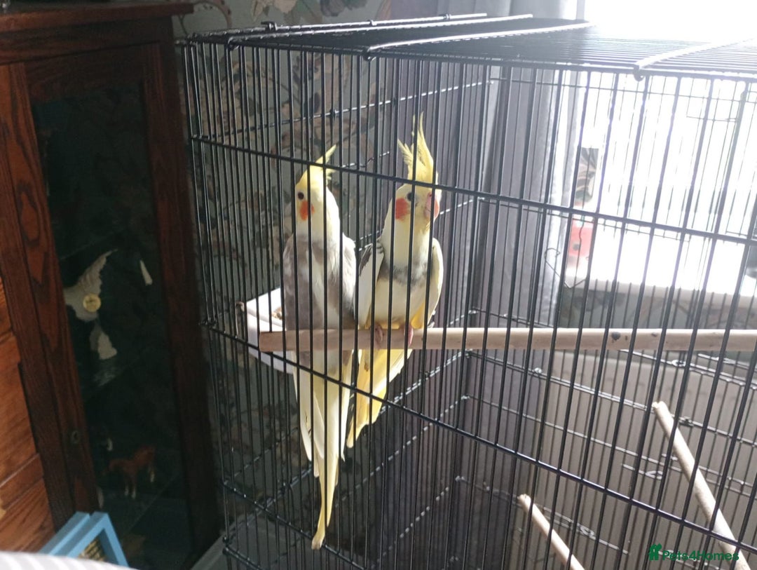 Cockatiels birds for sale: Male and female cockatiels  - Image 5
