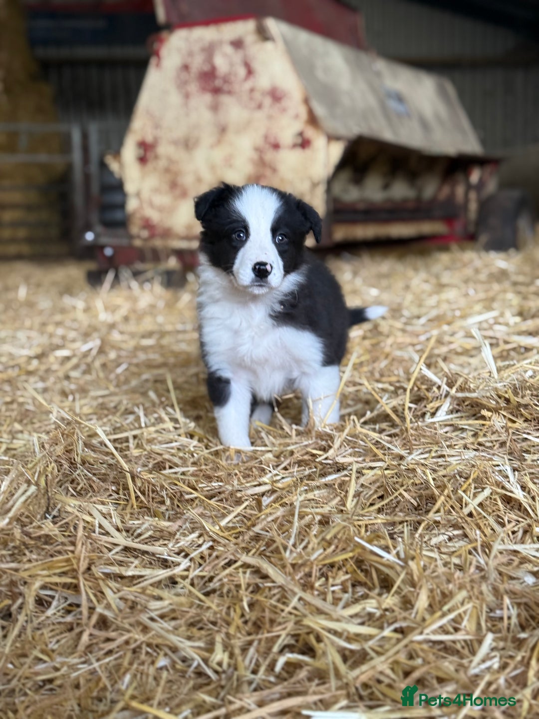 Border Collie dogs for sale: 7 border collie puppies 🐾 - Advert 6