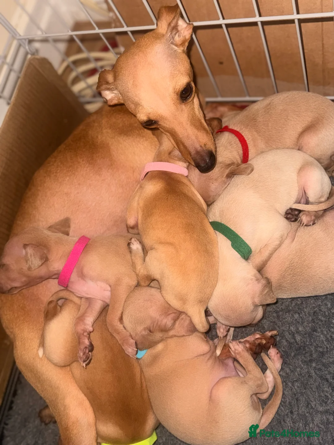 Italian Greyhound dogs for sale: Ready to leave last 4 boys Kc registered - Advert 6