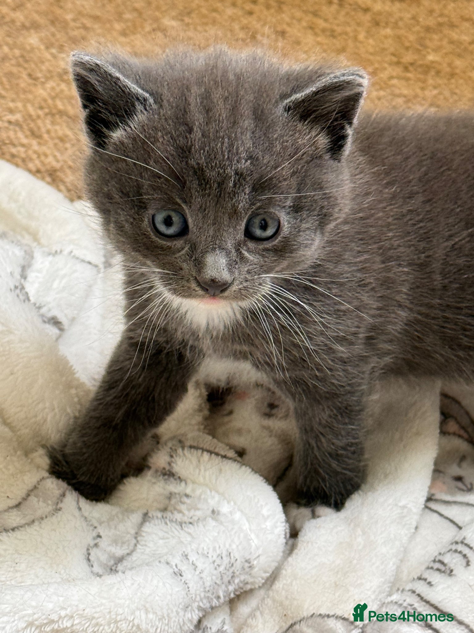 Mixed Breed cats Four Beautiful kittens - Advert 2