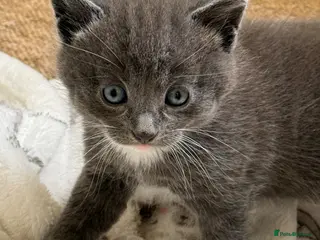 Mixed Breed cats Four Beautiful kittens - Advert 1