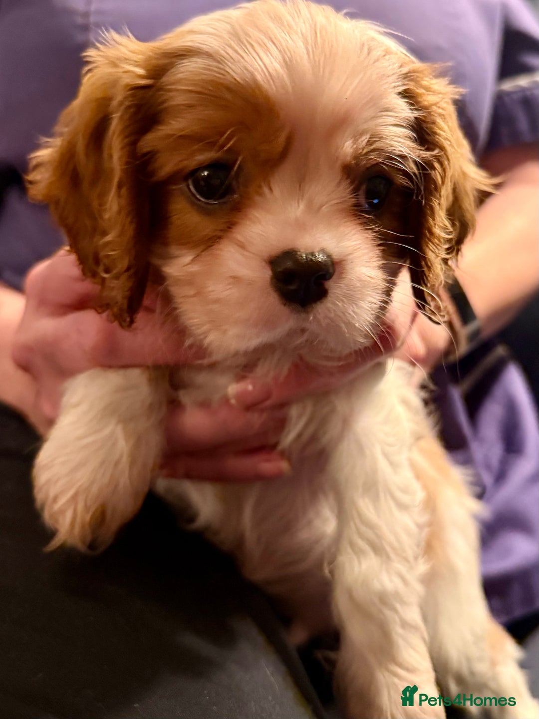 Cavalier King Charles Spaniel dogs for sale: BEAUTIFUL MALE PUPPIES  - Advert 2