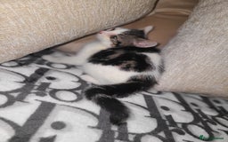 Mixed Breed cats for sale: 2 beautiful boy kittens - Image 7