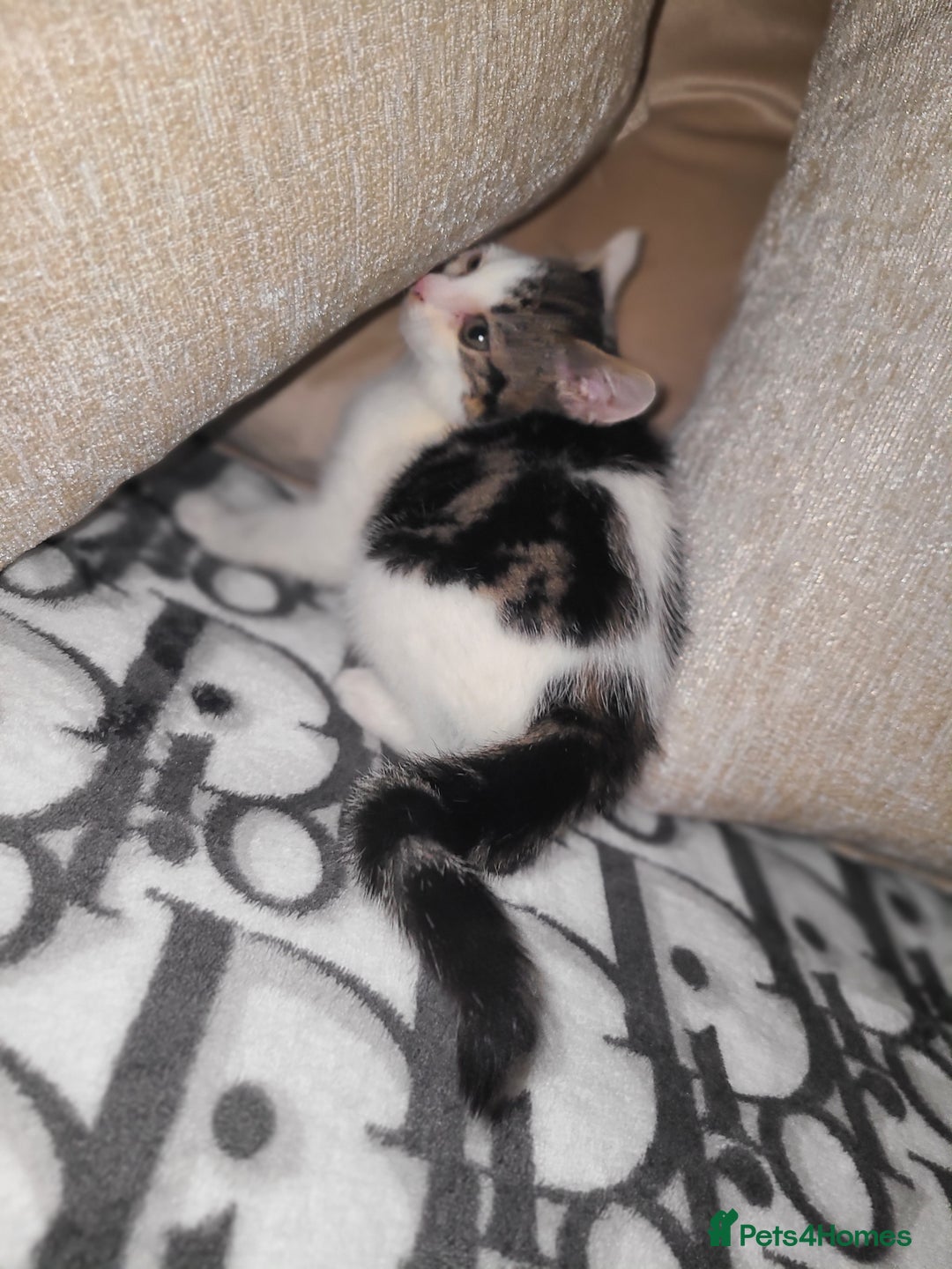 Mixed Breed cats for sale: 2 beautiful boy kittens - Image 7