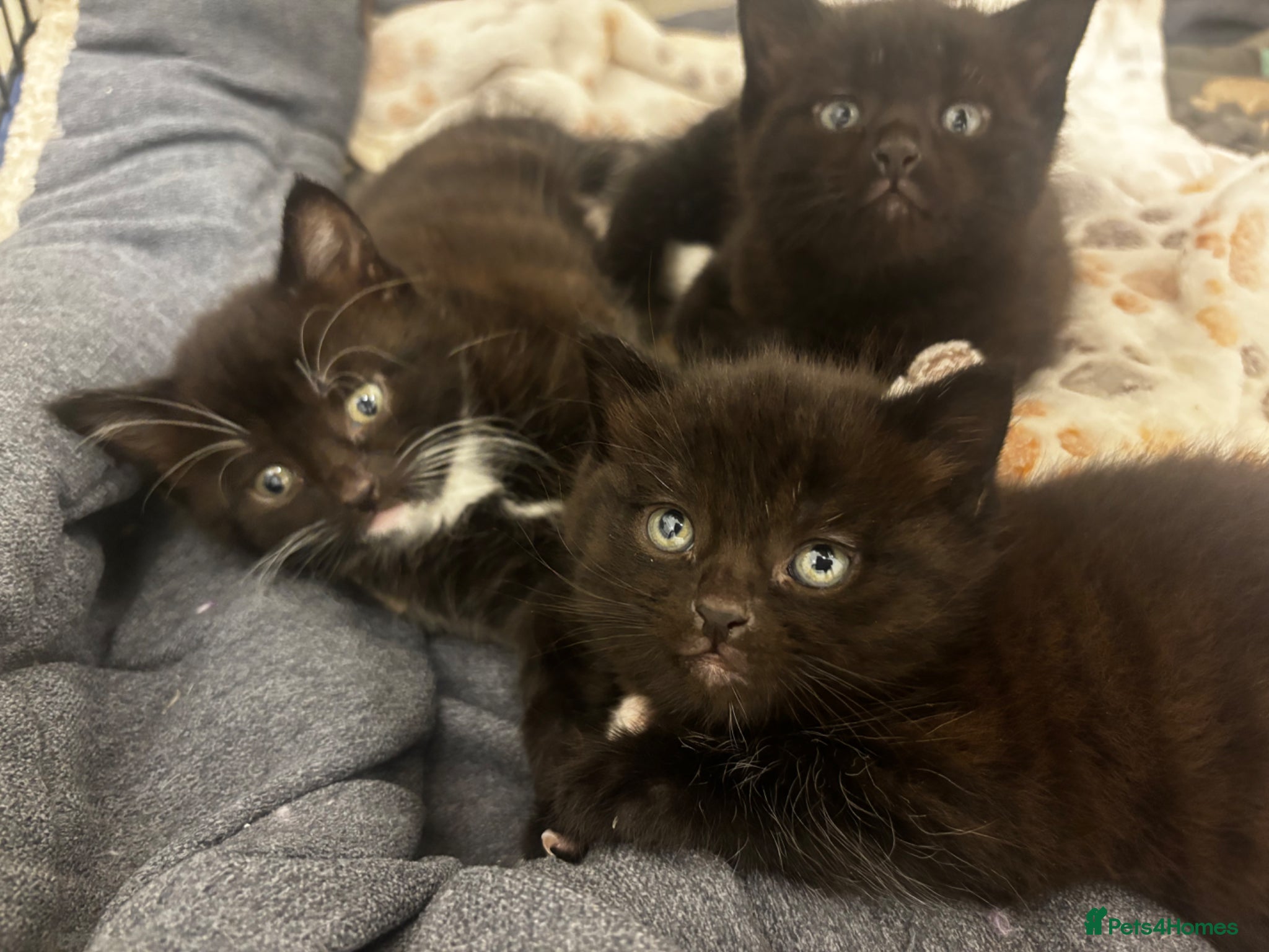 Domestic Shorthair cats Only 1 boy available:) very socialised - Advert 22