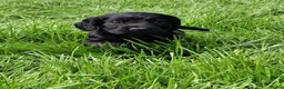 Cocker Spaniel dogs for sale: Ftch sired cocker spaniels - Advert 5