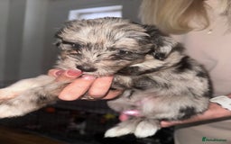 Mixed Breed dogs for sale: Blue Merle boarder collie crossed with a maltese - Image 4