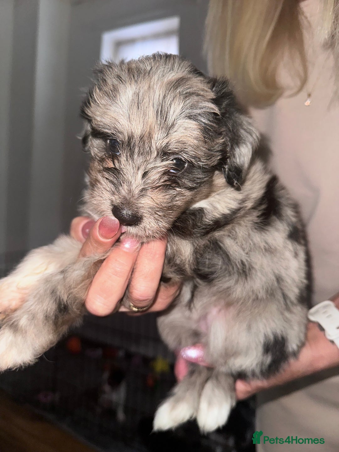 Mixed Breed dogs for sale: Blue Merle boarder collie crossed with a maltese - Image 4