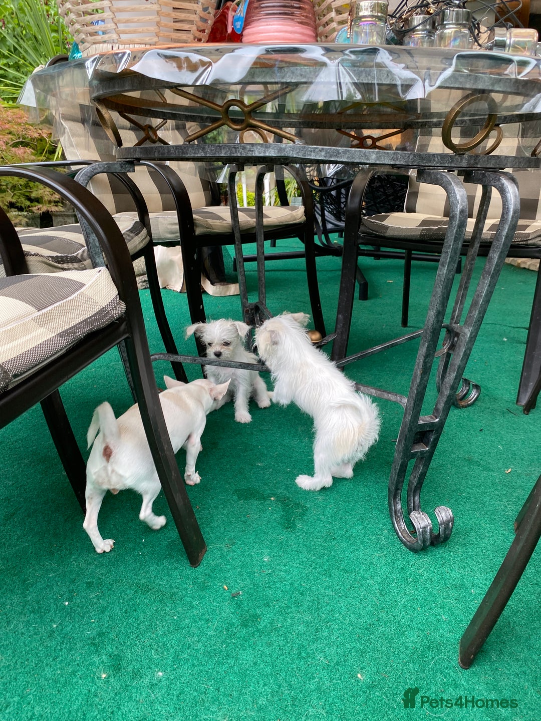 Mixed Breed dogs for sale: Beautiful playfull puppies ready now  - Image 4
