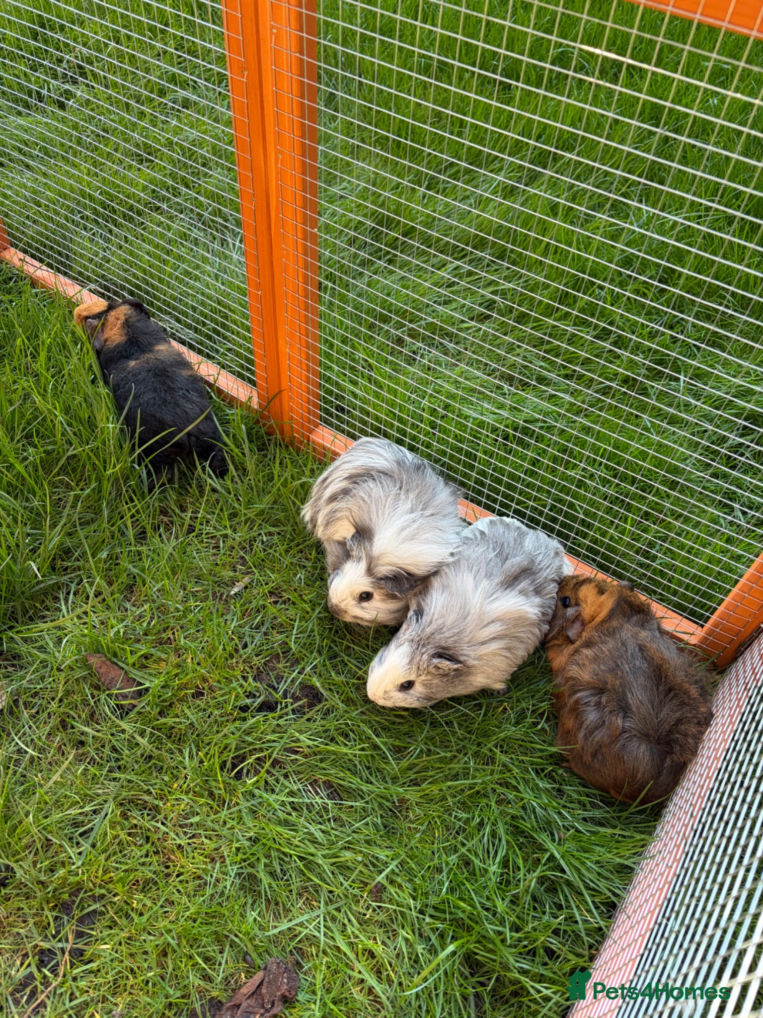 Guinea Pig rodents 4 Female Guinea Pigs - Advert 3