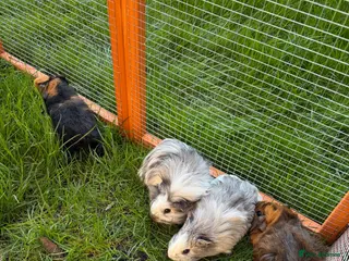 Guinea Pig rodents 4 Female Guinea Pigs - Advert 8