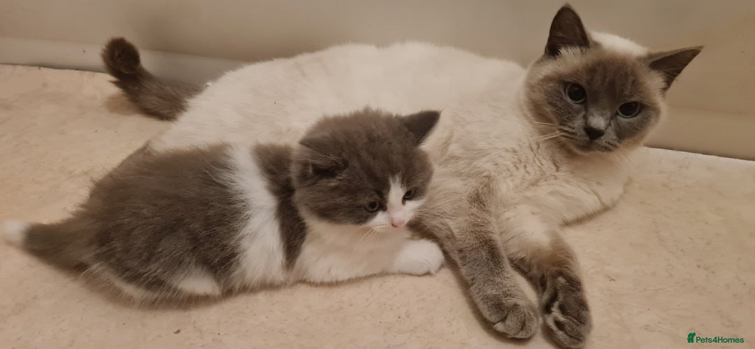 Russian Blue cats for sale: Beautiful Russian Blue Longhair Kitten - Advert 7