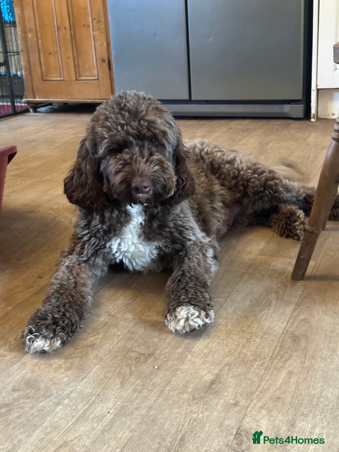 Labradoodle dogs for sale: Our Final Available Puppy - Ready 4th January  - Advert 6