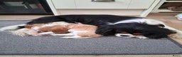 Cavalier King Charles Spaniel dogs for sale:  Male Blenhiem cavalier king Charles spaniel puppy in Sandown - Advert 6