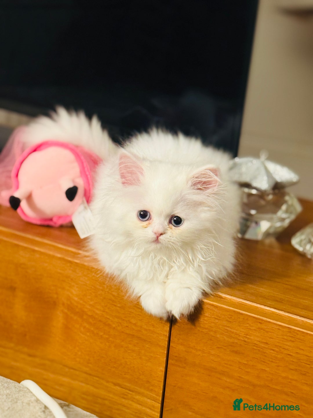 Persian cats for sale: Persian white kitten😻 - Image 4