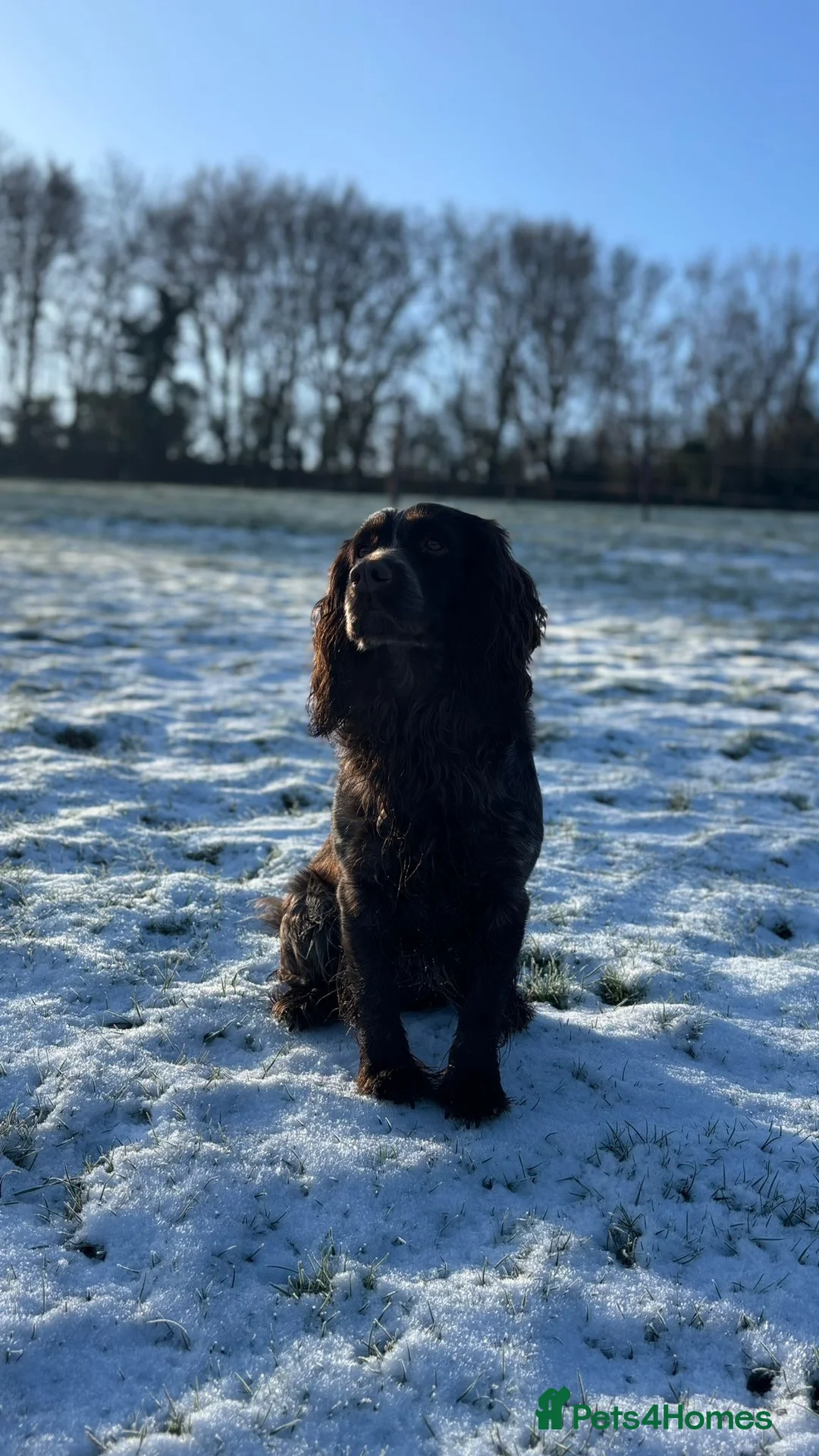 Cocker Spaniel dogs for stud: STUD Eye catching Roan KC Working Cocker Spaniel - Advert 2