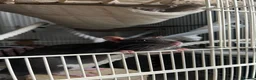 Rat rodents for sale: Rats for rehoming in Wolverhampton - Advert 4